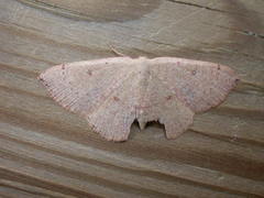 Cyclophora puppillaria