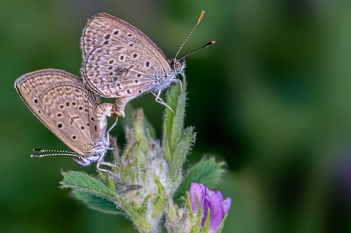 Dark Grass Blue