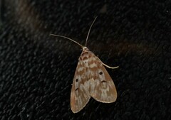Sommeria marchalii