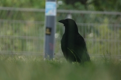 Corvus corone