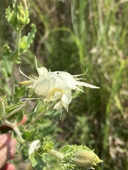 Mentzelia decapetala
