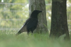 Corvus corone