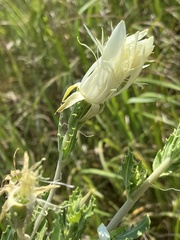 Mentzelia decapetala