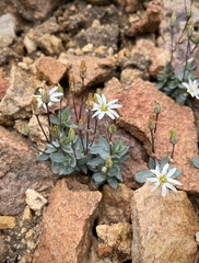 Stellaria alaskana