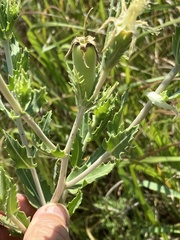 Mentzelia decapetala