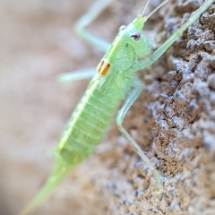 Meconema meridionale