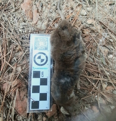 Crocidura cyanea