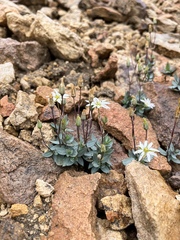 Stellaria alaskana