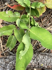 Aceria caliberberis