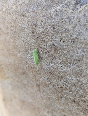 Meconema meridionale