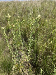 Mentzelia decapetala