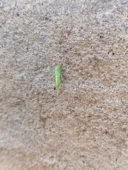 Meconema meridionale