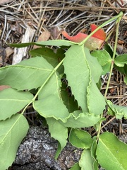 Aceria caliberberis
