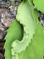 Aceria caliberberis