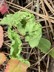 Aceria caliberberis