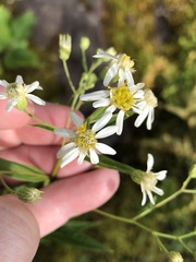Doellingeria umbellata