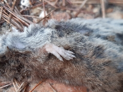 Crocidura cyanea