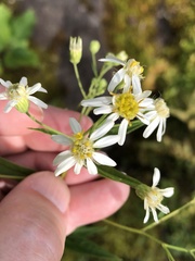 Doellingeria umbellata