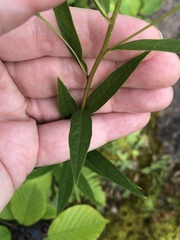 Doellingeria umbellata