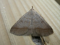 Zanclognatha lunalis