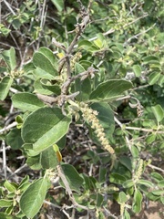 Croton conduplicatus