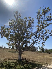 Curatella