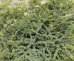 Vachellia tortuosa