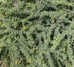 Vachellia tortuosa