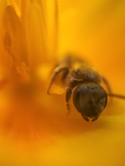 Halictus