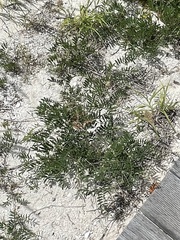Tephrosia cinerea