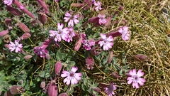 Silene foetida