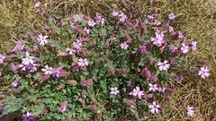 Silene foetida