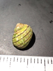 Littorina compressa