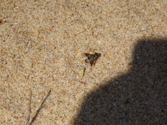 Thyridanthrax elegans