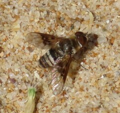 Thyridanthrax elegans