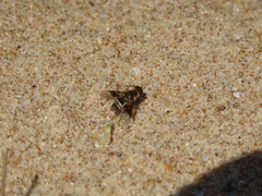 Thyridanthrax elegans