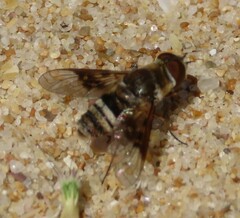 Thyridanthrax elegans