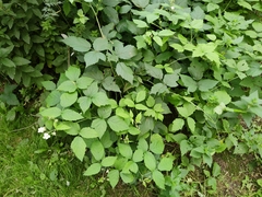 Rubus