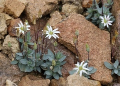 Stellaria alaskana