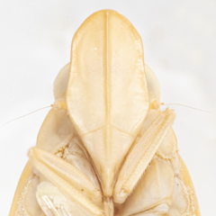 Neurotmeta sponsa