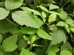 Rubus