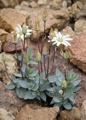Stellaria alaskana