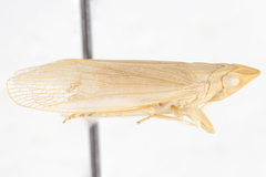 Neurotmeta sponsa