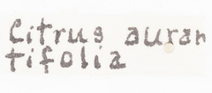 Neurotmeta sponsa