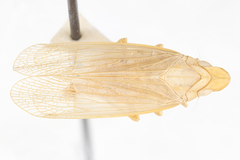 Neurotmeta sponsa