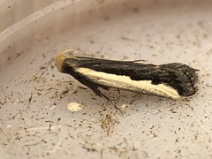 Dichomeris serrativittella
