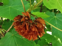 Dombeya × cayeuxii