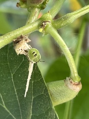 Palomena prasina