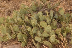 Opuntia chisosensis