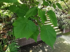 Dombeya × cayeuxii